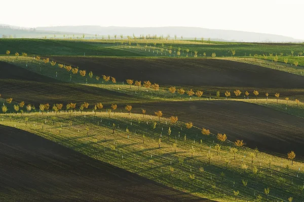 Прекрасна Природа Лінія Свіжих Дерев Зелених Сільськогосподарських Полях Вдень — стокове фото