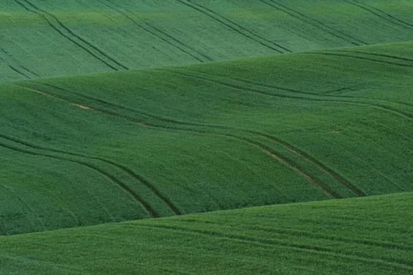 Зеленые Сельскохозяйственные Поля Моравии Днем Хорошая Погода — стоковое фото