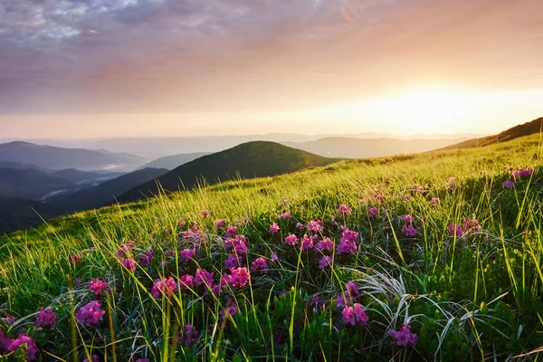 Flores Entre Hierba Majestuosas Montañas Cárpatas Hermoso Paisaje Impresionante Vista — Foto de Stock