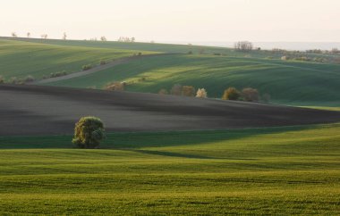 Güzel çayır. Gündüz vakti Moravya 'nın yeşil tarım alanları. Hava güzel..