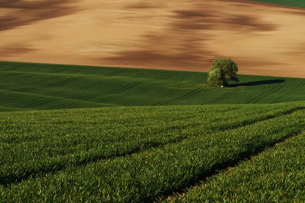 Golden Colored Weadow Tree Green Field Moravia Beautiful Nature Rural — Stock Photo, Image