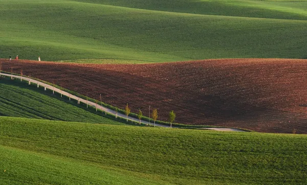 Linia Świeżych Drzew Zielonych Polach Rolnych Ciągu Dnia — Zdjęcie stockowe