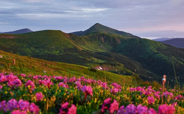 Schöne Landschaft Majestätische Karpaten Atemberaubende Aussicht — Stockfoto
