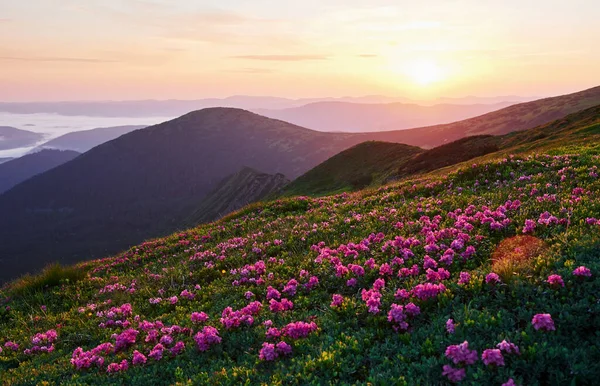 丘の上にピンクの花 雄大なカルパチア山脈 美しい風景 息をのむような景色 — ストック写真