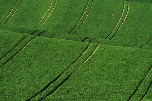 Campi Agricoli Verdi Della Moravia Durante Giorno Bel Tempo — Foto Stock