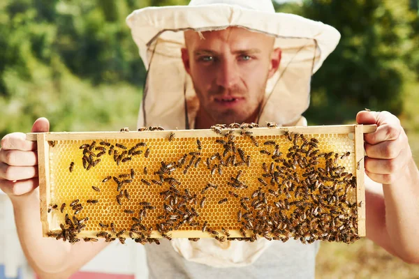Looks Straight Forward Beekeeper Works Honeycomb Full Bees Outdoors Sunny — Stock Photo, Image