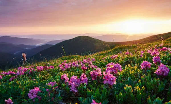 Valleys Sunset Majestic Carpathian Mountains Beautiful Landscape Breathtaking View — Stock Photo, Image