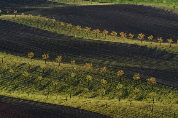 Řada Čerstvých Stromů Zelených Zemědělských Polích Dne — Stock fotografie