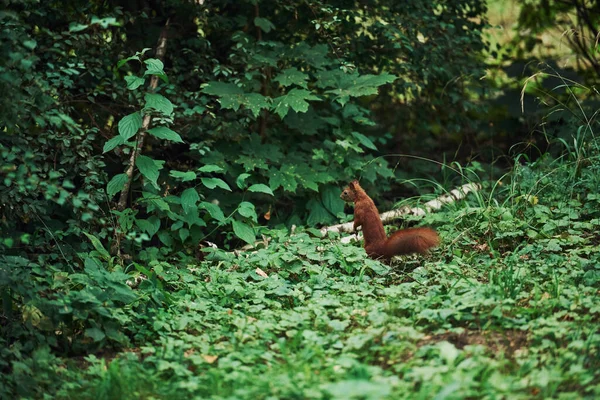 Nettes Eichhörnchen Natürlicher Umgebung Vorstellung Von Wildtieren — Stockfoto