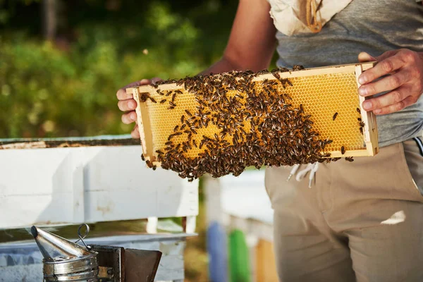 Holds Hands Beekeeper Works Honeycomb Full Bees Outdoors Sunny Day — Stock Photo, Image