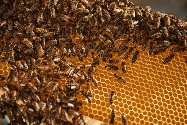 Natural Lighting Detailed View Honeycomb Full Bees Conception Apiculture — Stock Photo, Image