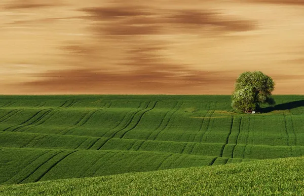 Δέντρο Στο Πράσινο Πεδίο Στη Μοραβία Όμορφη Φύση Αγροτική Σκηνή — Φωτογραφία Αρχείου