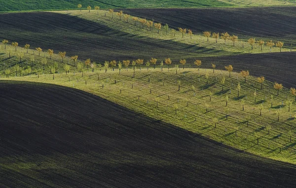 Γραμμή Νωπών Δένδρων Στα Πράσινα Αγροτικά Χωράφια Την Ημέρα — Φωτογραφία Αρχείου