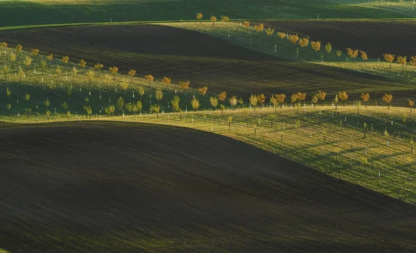 Hermosa Naturaleza Línea Árboles Frescos Los Campos Agrícolas Verdes Durante —  Fotos de Stock