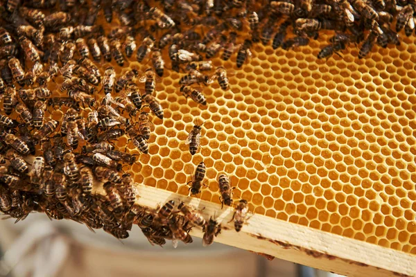 Přirozené Osvětlení Detailní Pohled Plástve Plné Včel Koncepce Včelařství — Stock fotografie