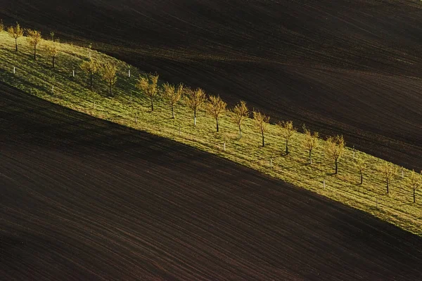 Линия Свежих Деревьев Зеленых Сельскохозяйственных Полях Дневное Время — стоковое фото