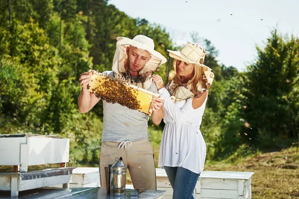 Dwóch Pszczelarzy Pracuje Plastrem Miodu Pełnym Pszczół Świeżym Powietrzu Słoneczny — Zdjęcie stockowe