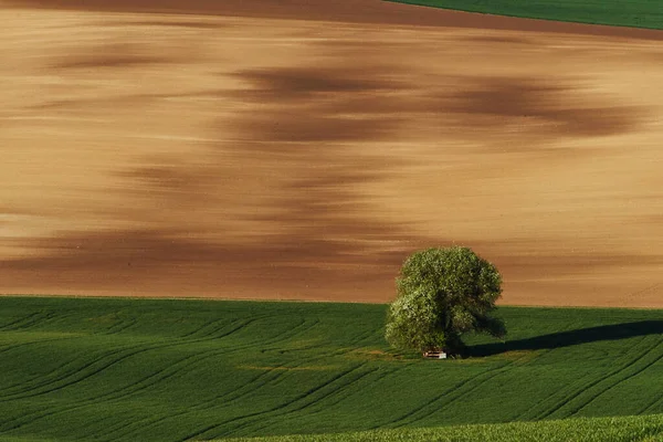 Sombra Dorada Árbol Campo Verde Moravia Hermosa Naturaleza Escena Rural —  Fotos de Stock