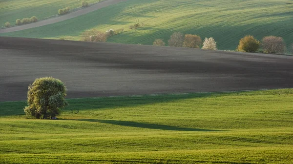 Gyönyörű Rét Morvaország Zöld Mezőgazdasága Nappal Szép Idő — Stock Fotó
