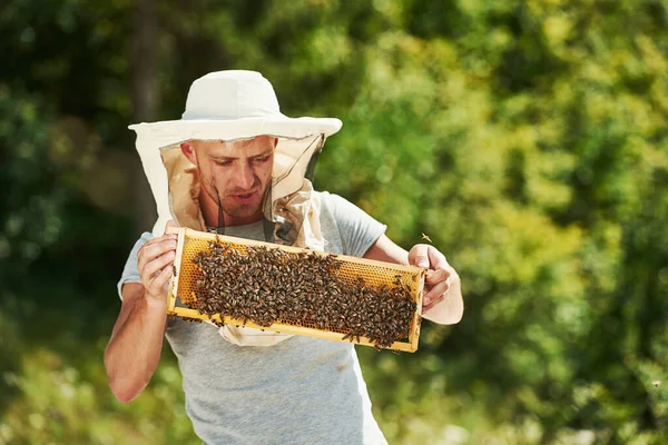 好色之徒和生意在阳光明媚的日子 养蜂人在户外与蜂窝一起工作 — 图库照片