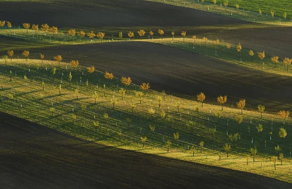 Όμορφη Φύση Γραμμή Νωπών Δένδρων Στα Πράσινα Αγροτικά Χωράφια Την — Φωτογραφία Αρχείου