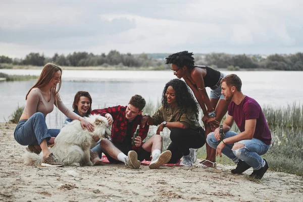 Dobry Piesek Grupa Ludzi Organizuje Piknik Plaży Przyjaciele Bawcie Się — Zdjęcie stockowe