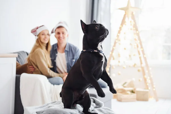 Счастливая Молодая Пара Сидела Дома Диване Своей Милой Собакой Новогодней — стоковое фото