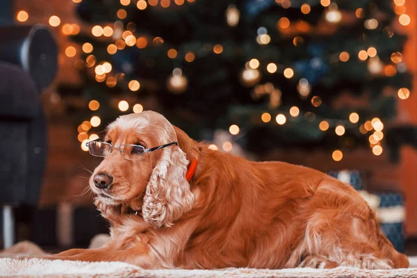 Portrait Cute Dog Indoors Glasses Festive Christmas Decorated Room — Stock Photo, Image