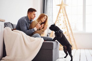Mutlu, genç, modern bir çift evdeki kanepede oturuyor. Şirin köpekleri ve noel ağacıyla..