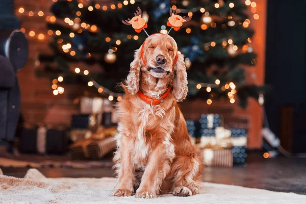 Portrait Cute Dog New Year Toy Head Indoors Festive Christmas — Stock Photo, Image