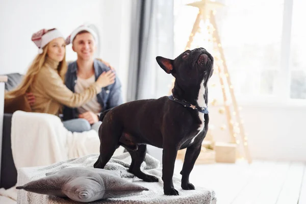 幸せな若いです現代的なカップルでクリスマス帽子座っていますザソファに自宅で彼らのかわいい犬と新年の木 — ストック写真