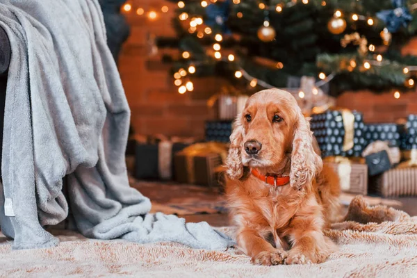Portrait Cute Dog Indoors Festive Christmas Decorated Room — Stock Photo, Image