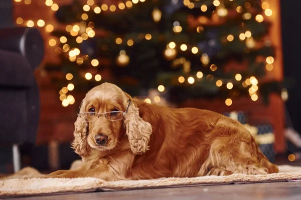 Portrait Cute Dog Indoors Eyewear Festive Christmas Decorated Room — Stock Photo, Image