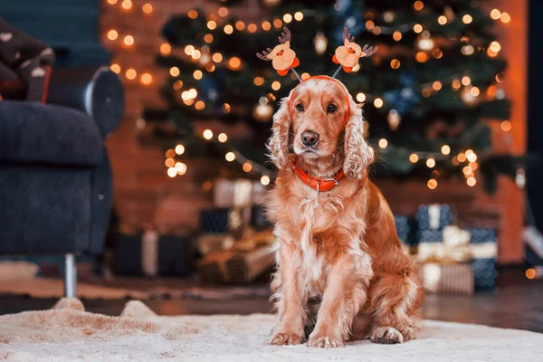 Portrait Cute Dog New Year Toy Head Indoors Festive Christmas — Stock Photo, Image