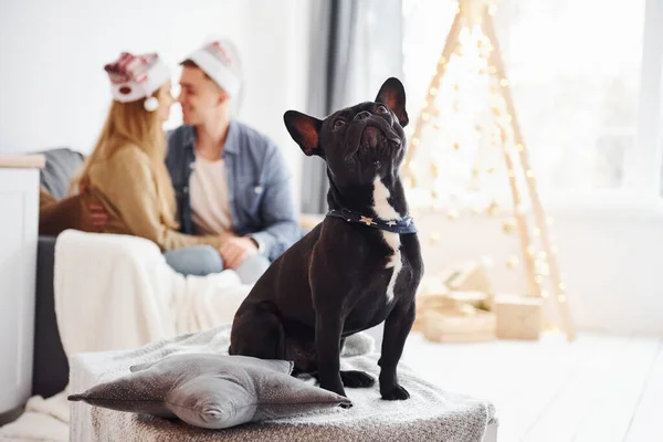 幸せな若いです現代的なカップルでクリスマス帽子座っていますザソファに自宅で彼らのかわいい犬と新年の木 — ストック写真