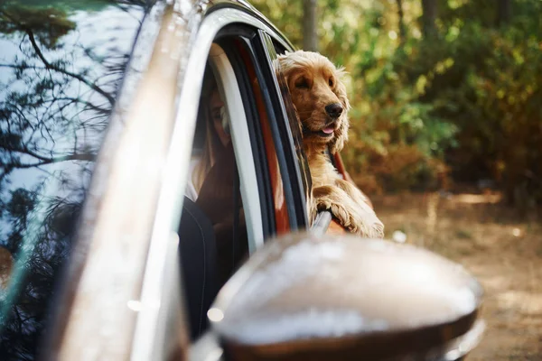 Aranyos Kutya Autóban Néz Ablakon Erdőben — Stock Fotó