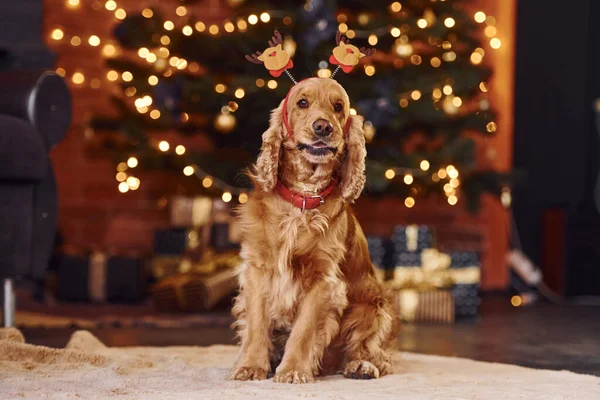 Portrait Cute Dog Indoors Festive Christmas Decorated Room — Stock Photo, Image