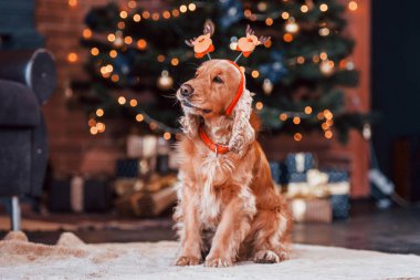Yeni yıl oyuncağıyla şirin bir köpeğin portresi. Kapalı bir yerde, Noel süslü bir odada..