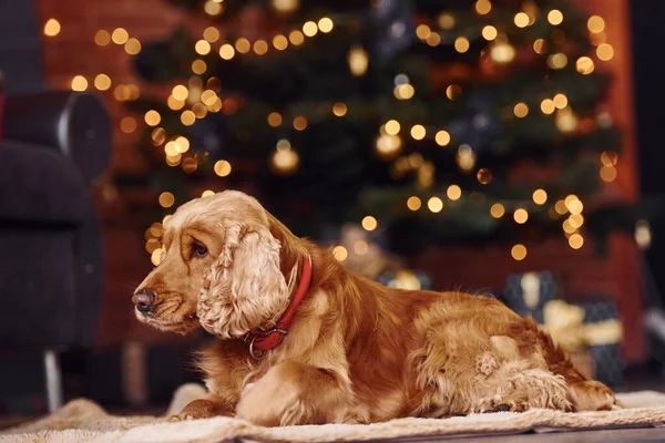 Portrait Cute Dog Indoors Festive Christmas Decorated Room — Stock Photo, Image