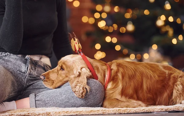 Портрет Милой Собаки Помещении Праздничной Рождественской Украшенной Комнате Своей Владелицей — стоковое фото