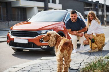 Evcil hayvanla oturuyor. Hoş bir çift, köpeğiyle birlikte arabanın yanında yürüyüşe çıktı..