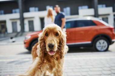 Sevimli bir hayvanın portresi. Hoş bir çift, köpeğiyle birlikte arabanın yanında yürüyüşe çıktı..