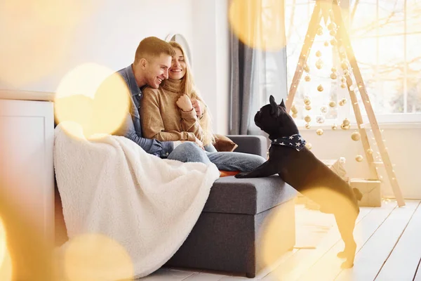 幸せな若いです現代的なカップル座っていますザソファに自宅でクリスマスツリーとともに彼らの可愛いです犬 — ストック写真