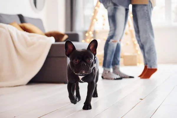 Feliz Joven Pareja Moderna Pie Casa Con Lindo Perro — Foto de Stock