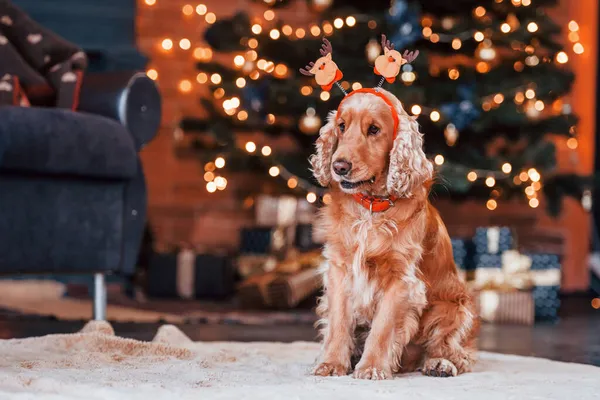 Portrait Cute Dog New Year Toy Head Indoors Festive Christmas — Stock Photo, Image