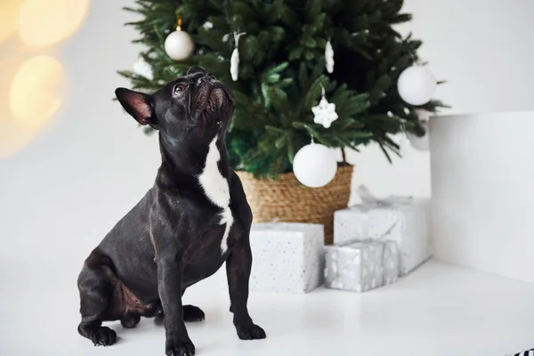 Cute Black Dog Indoors New Year Green Tree Gift Boxes — Stock Photo, Image