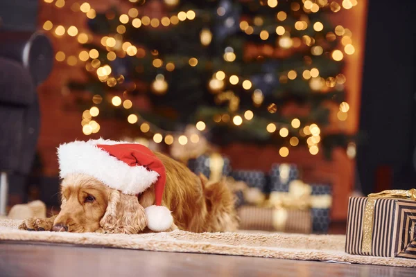 Portrait Cute Dog Indoors Christmas Hat Sitting New Year Decorated — Stock Photo, Image