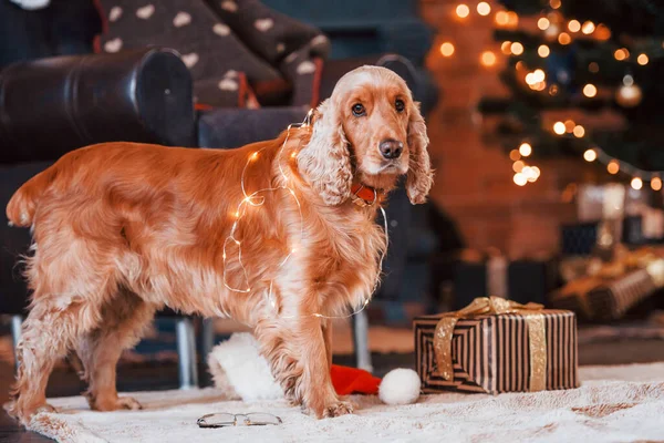 Portrait Chien Mignon Intérieur Dans Salle Décorée Noël Festive — Photo