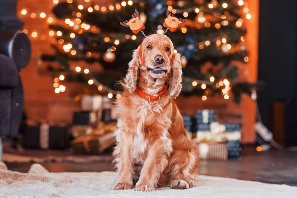 Portrait Cute Dog New Year Toy Head Indoors Festive Christmas — Stock Photo, Image