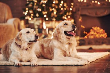 Evde birlikte iki sevimli Golden Retriever. Yeni Yıl Kutlaması.